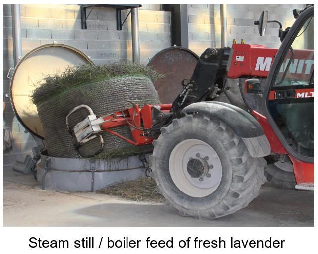 Loading fresh lavender into steam still